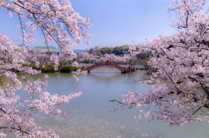 桜の名所「垣生公園」