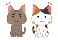 耳をカットしている猫のイラスト