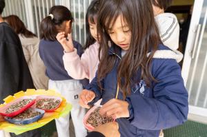 ひまわりの種植え