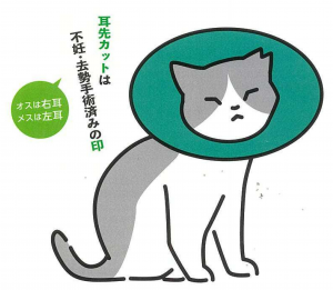カラーをつけている猫のイラスト