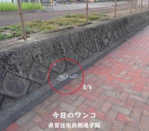 ホワイトチョーク作戦1