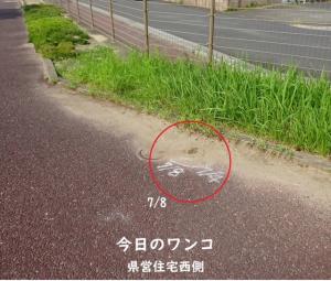 ホワイトチョーク作戦２