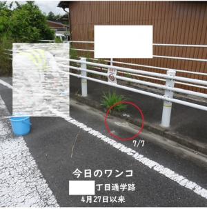 ホワイトチョーク作戦4