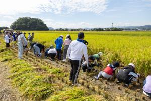 稲刈り2