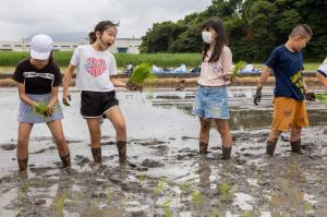 田植え3