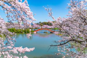 R6桜