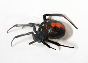 セアカゴケグモ(メス)